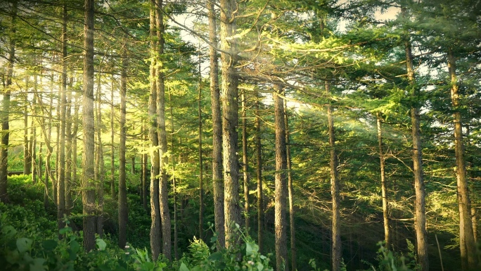 漫步森林阳光风景树林