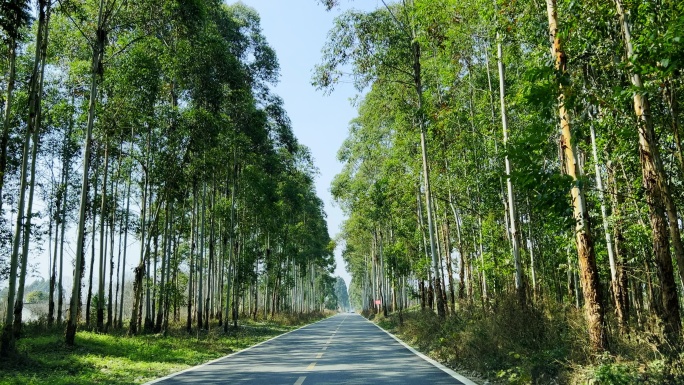 在两旁有大树的乡村道路开车