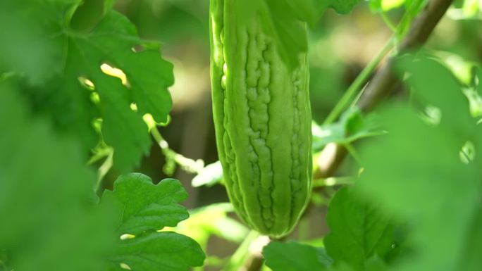 实拍农村苦瓜种植基地