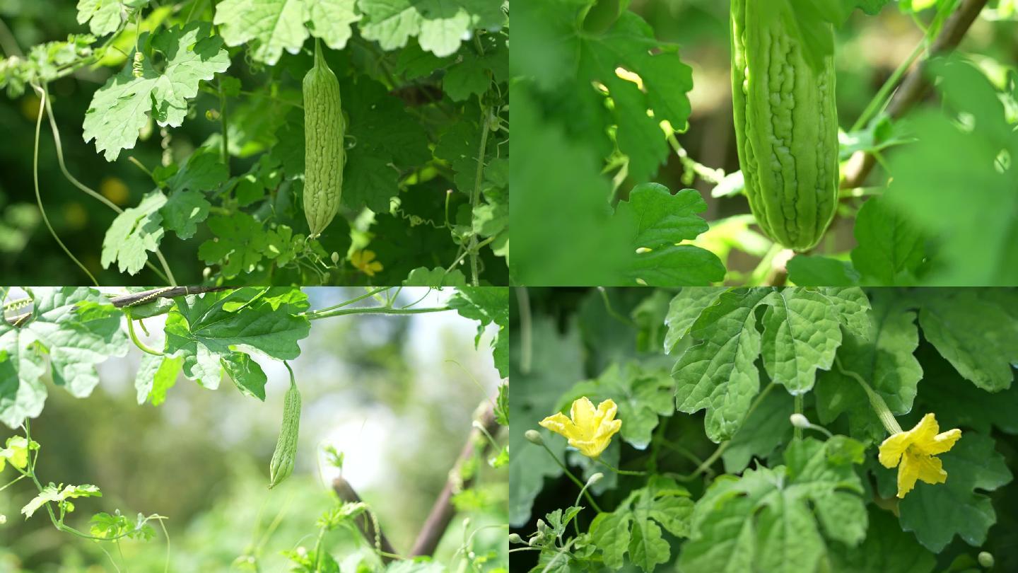 实拍农村苦瓜种植基地