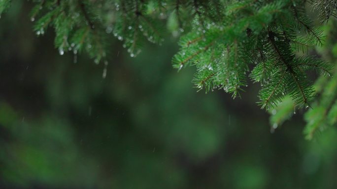 4k唯美雨水惊蛰谷雨立春意境雨滴滴水春雨