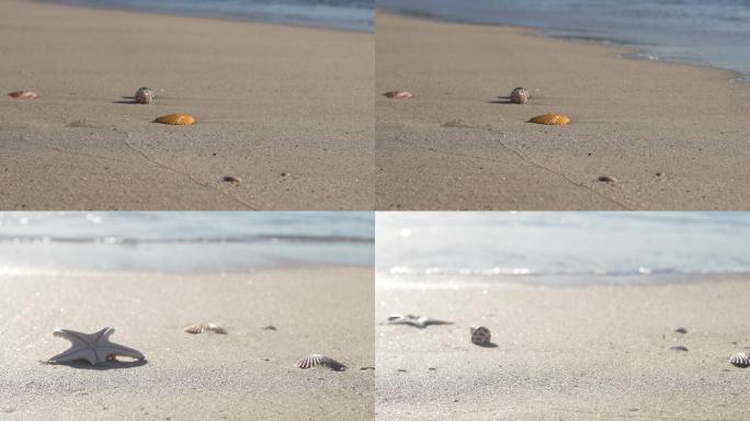 海边贝壳