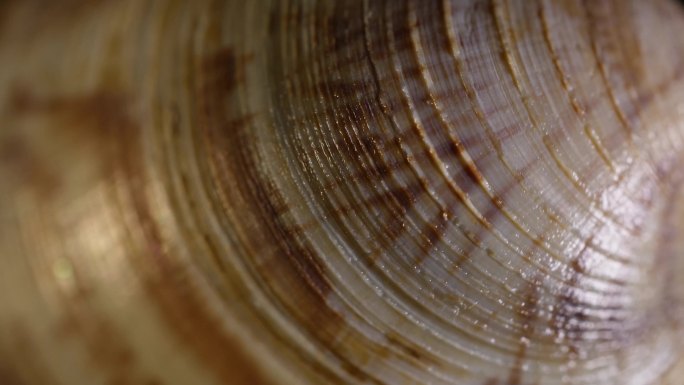 白贝蛤蜊花甲蚬子