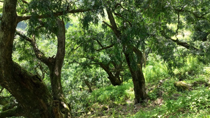 航拍浙江千年香榧古树绍兴诸暨赵家东阳嵊州