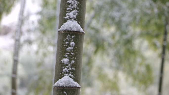 《节节高》雪景  竹子