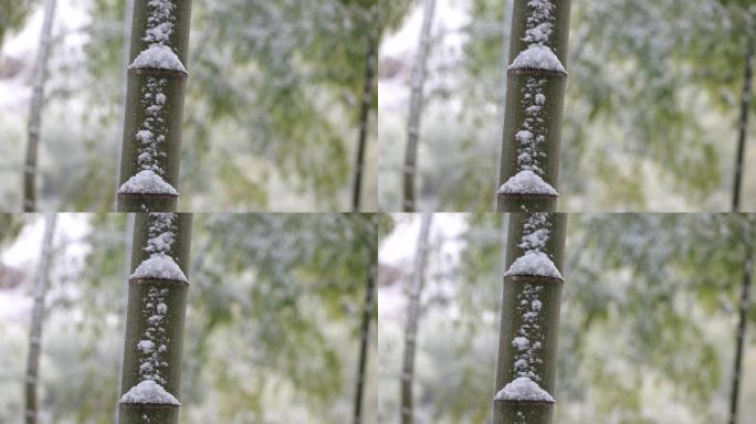 《节节高》雪景  竹子