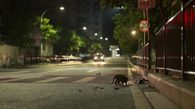 街道流浪猫流浪街头可怜