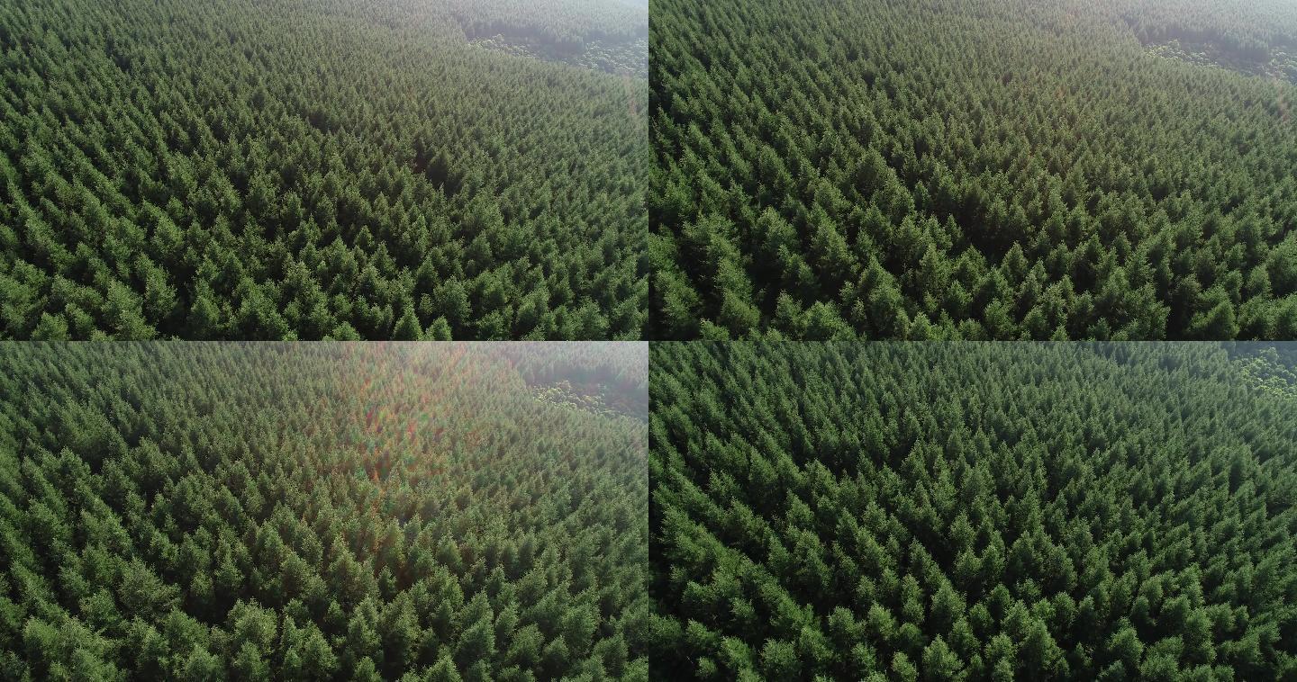 森林 环保生态 绿色 五万亩森林 自然
