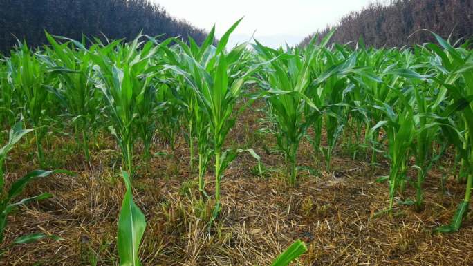 4K实拍渭南华州农村玉米地乡野气息视频