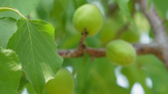 采摘种植桃子毛桃