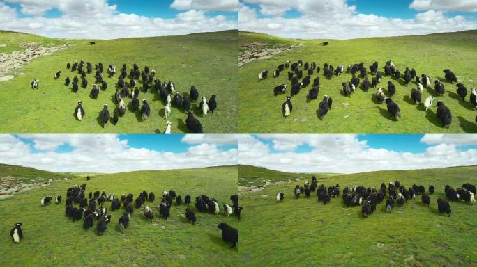 航拍青藏高原牧区放牧藏族牦牛