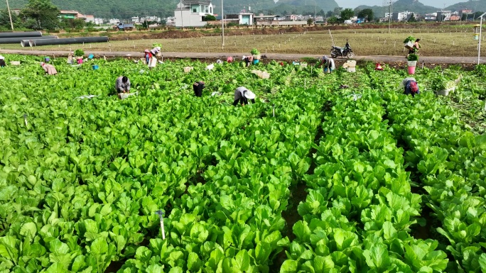 砚山蔬菜基地