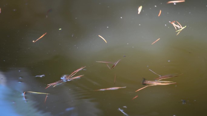 池塘蝌蚪水生物生态