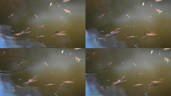 池塘蝌蚪水生物生态