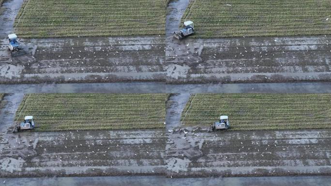 航拍江南浙江田野机械耕地耕田成群白鹭