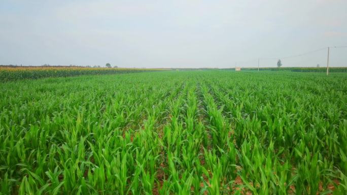 4K清晨渭南华州玉米地玉米种植乡村农田