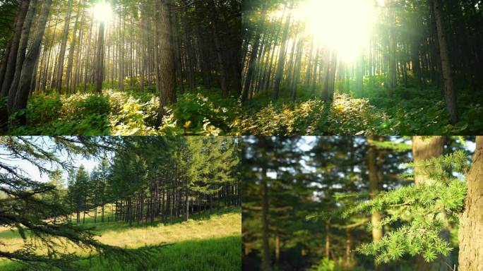 森林阳光树木松树林自然风景