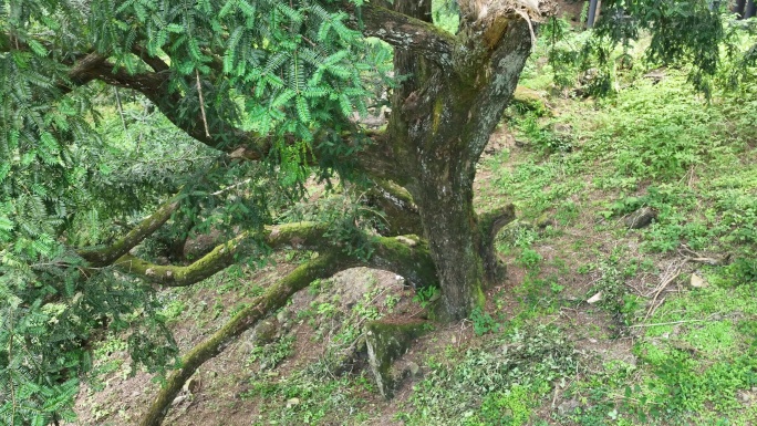 航拍浙江千年香榧古树绍兴诸暨赵家东阳嵊州