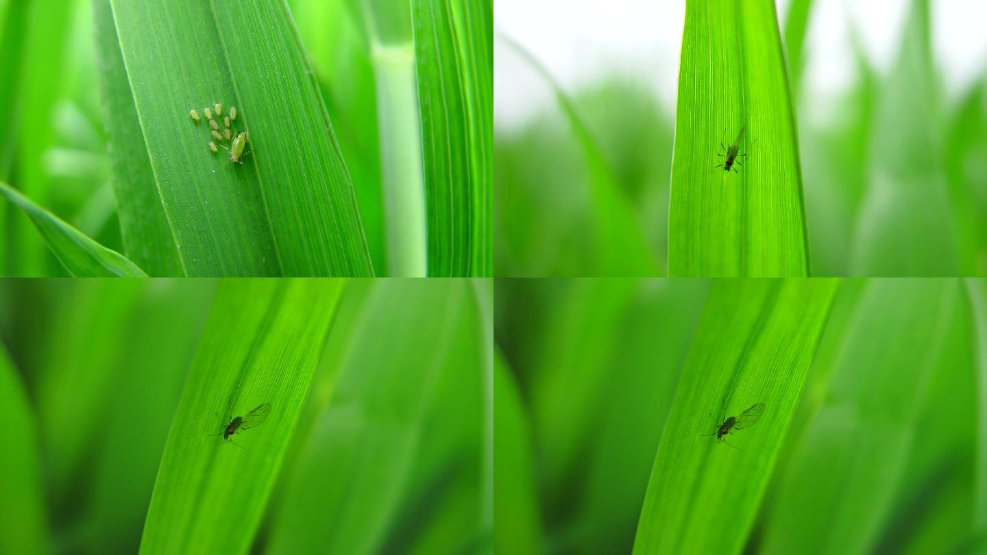 麦长管蚜 小麦 大麦 燕麦 蚜虫 害虫