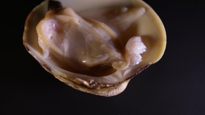白贝蛤蜊花甲蚬子