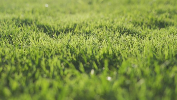 草地快跑草地特写阳光草坪运动球场足球场