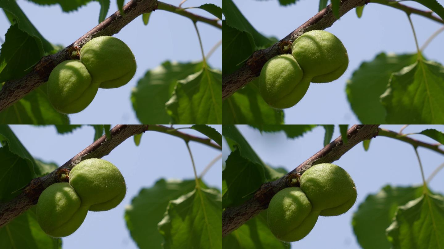 采摘种植桃子毛桃