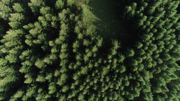 森林 航拍 绿色 呼和浩特五万亩森林