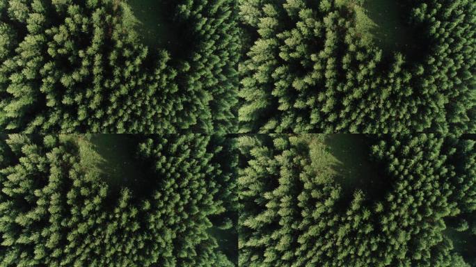 森林 航拍 绿色 呼和浩特五万亩森林