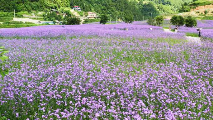 航拍马鞭草花海