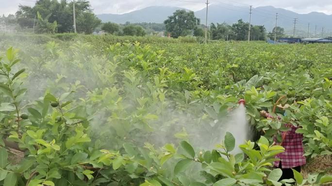 田间喷药消毒虫害植物虫害喷洒农药除虫害