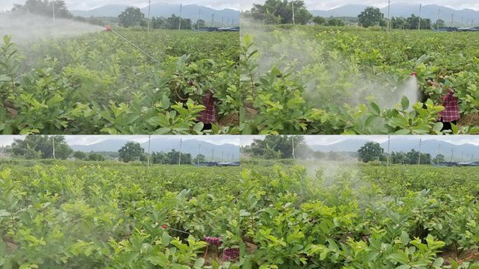 田间喷药消毒虫害植物虫害喷洒农药除虫害