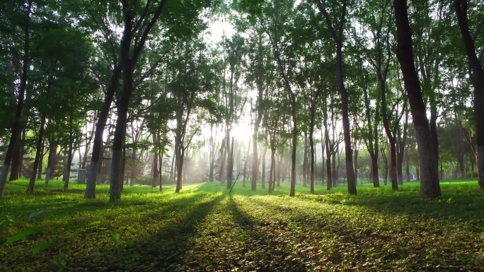 生命生态环境阳光照射万物复苏树林光影