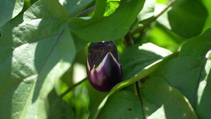 实拍茄子绿色有机蔬菜蔬菜种植紫色蔬菜素材