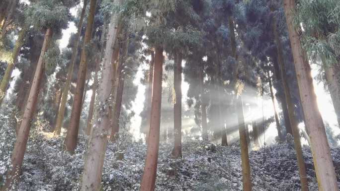 成都彭州龙门山熊猫森林公园雪景