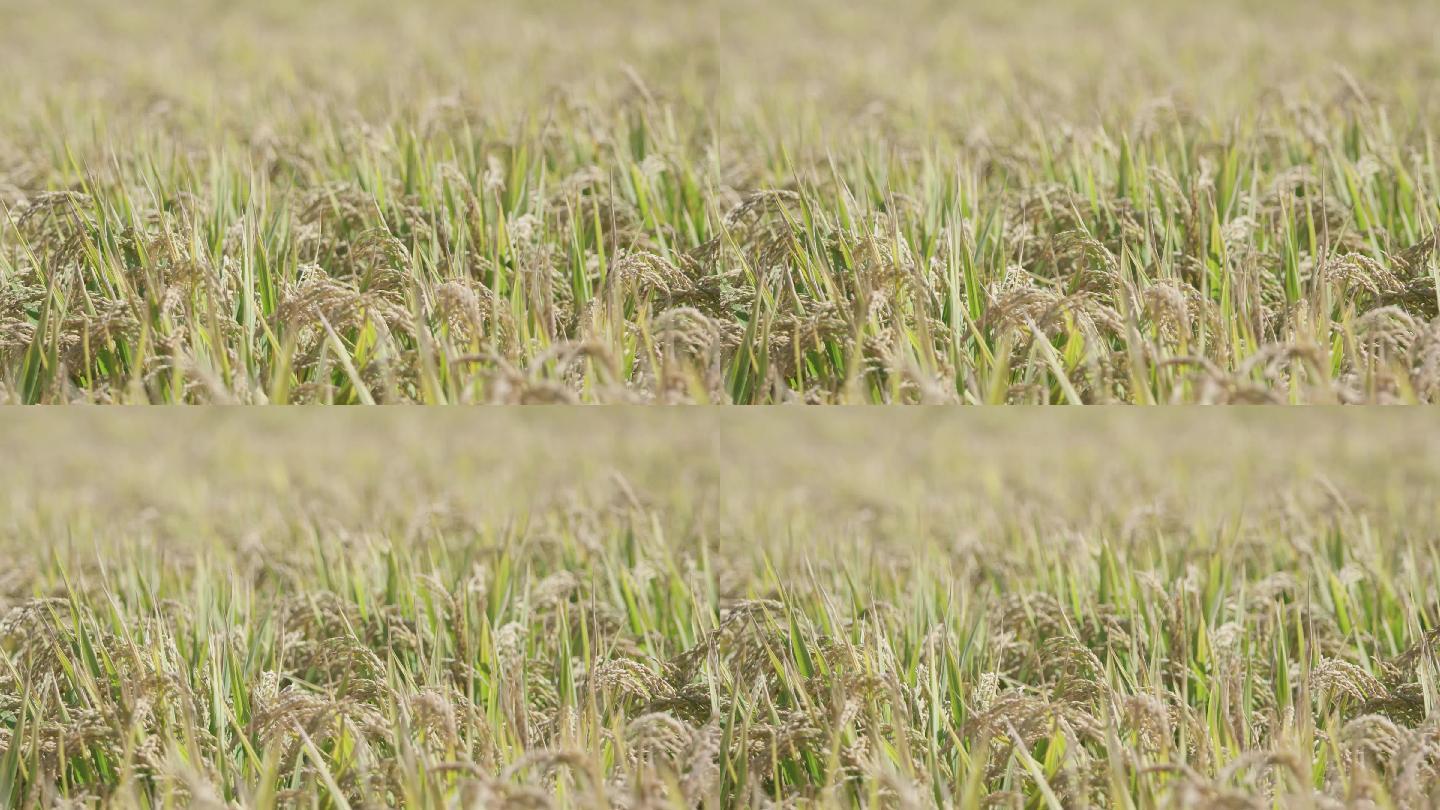 旱稻 水稻 近景 东北 大米