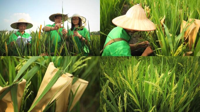 水稻育种实拍