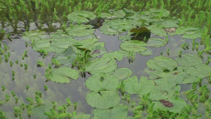 台州路桥凤阳章村C0191