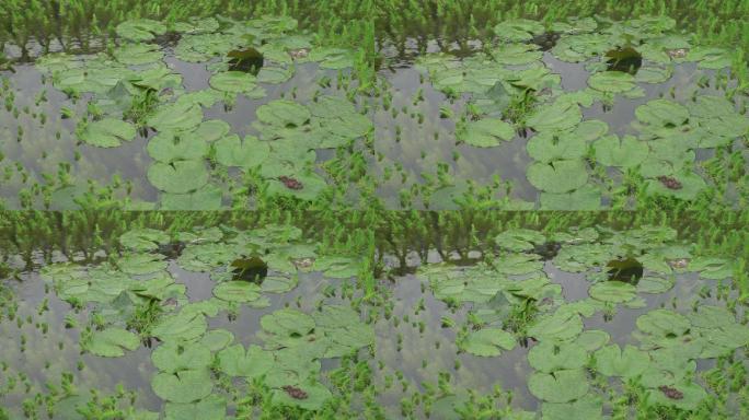 台州路桥凤阳章村C0191