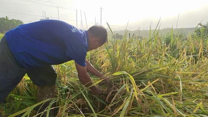 乡村田间一个农民在割台风吹倒伏的成熟水稻