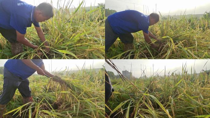 乡村田间一个农民在割台风吹倒伏的成熟水稻