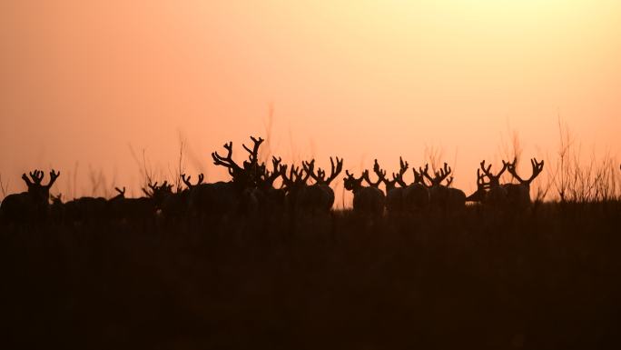 夕阳下逆光震撼麋鹿群