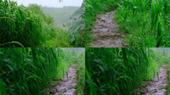 雨中的田间地头乡村小路