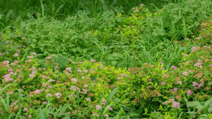 野草野花