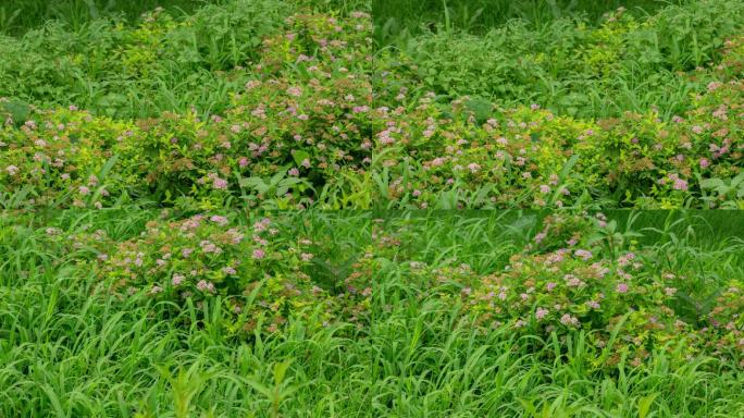 野草野花