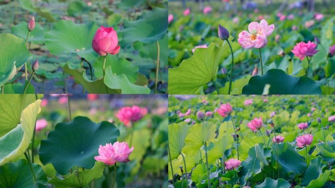 4K荷花莲花禅意写实