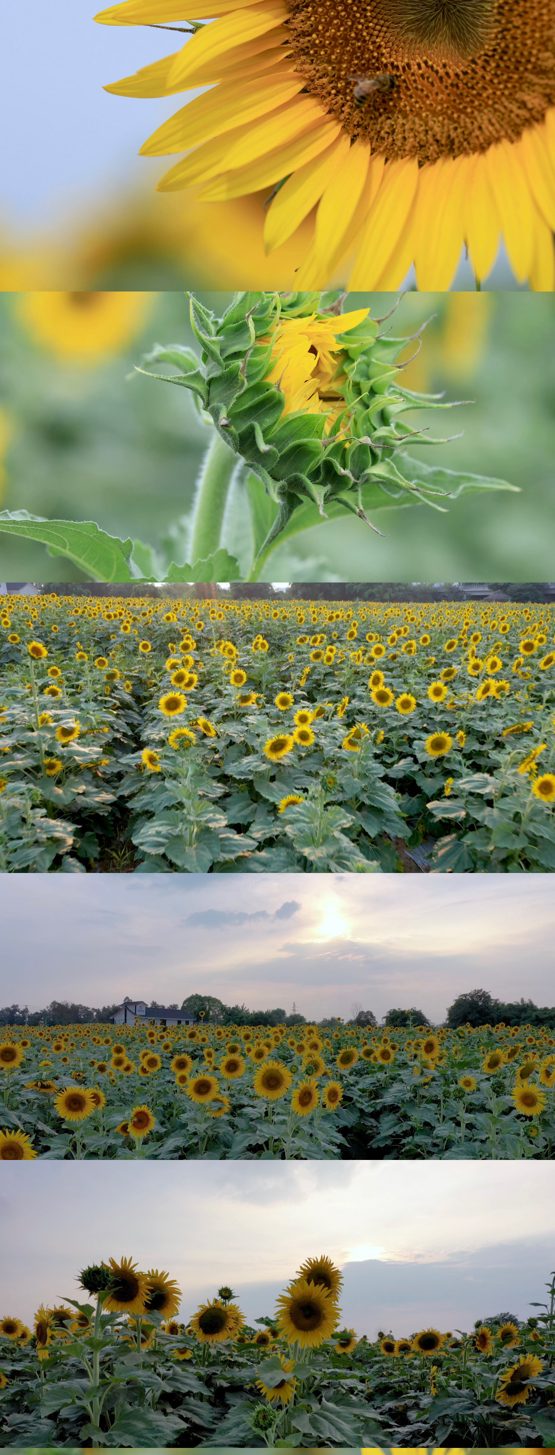 向日葵合集 远景 中景 近景 特写