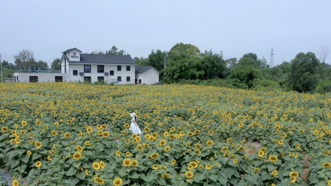 向日葵合集 远景 中景 近景 特写