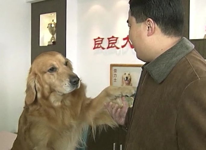 金毛宠物犬