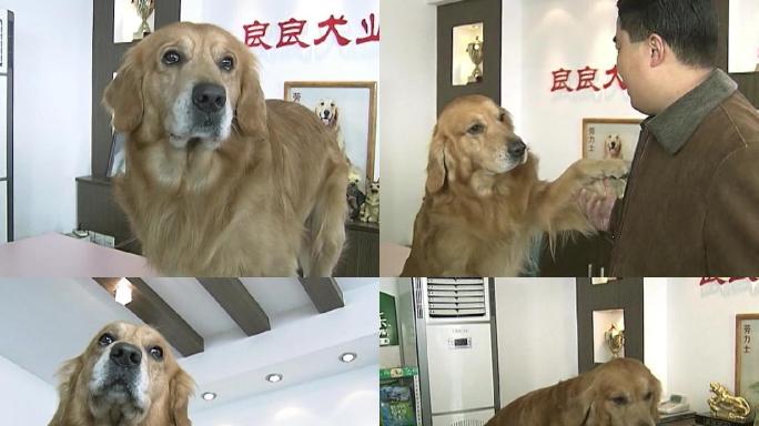 金毛宠物犬