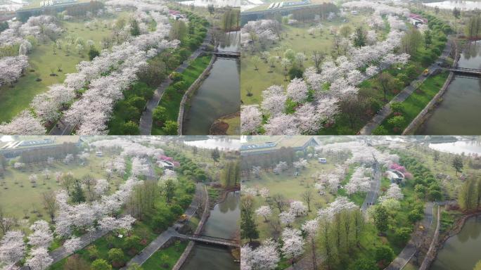 4K原素材-航拍上海辰山植物园樱花季